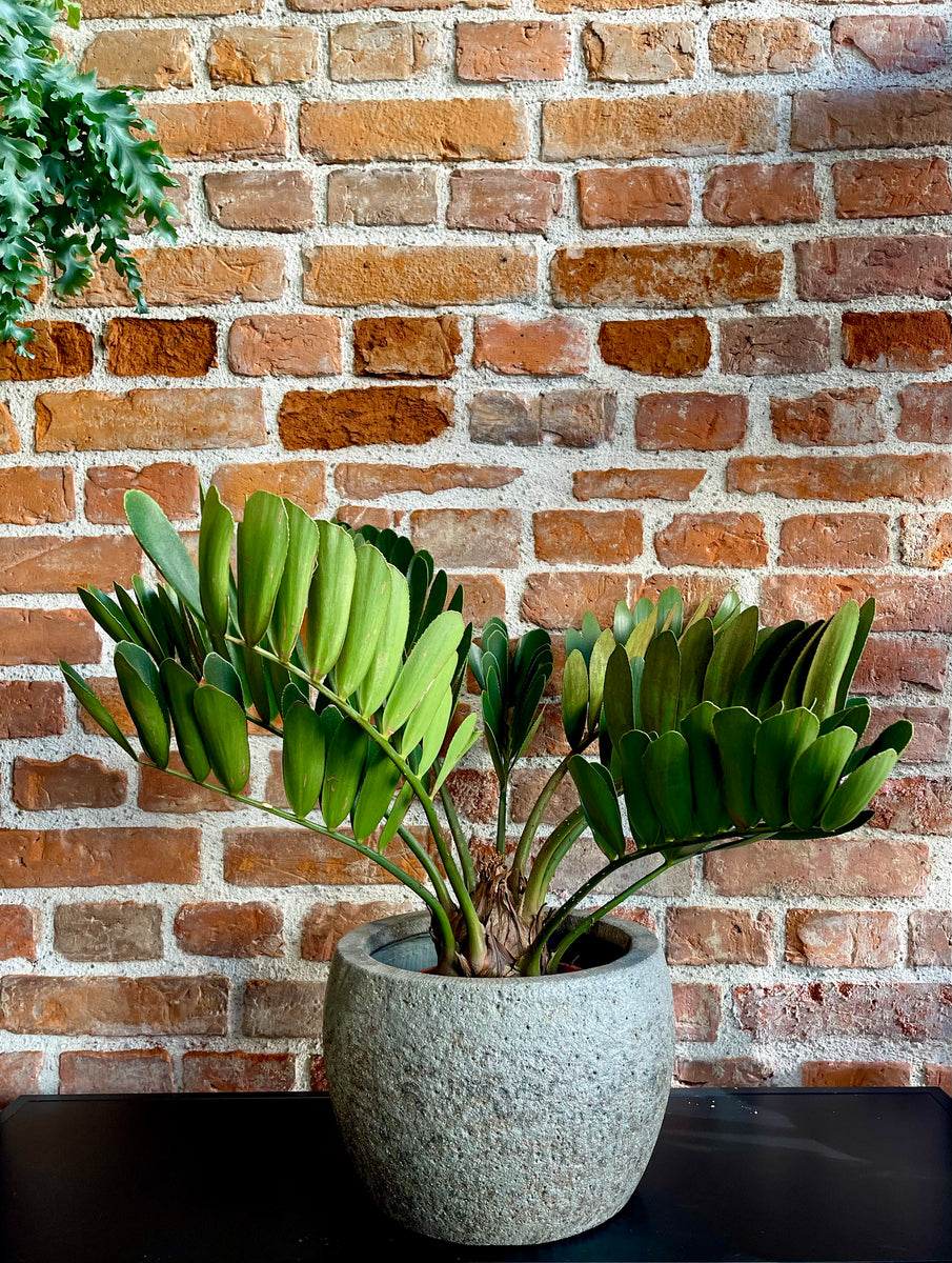 Zamia integrifolia 70cm – Gipsygarden