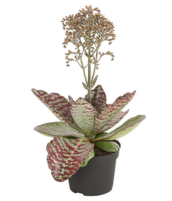 desert surprise succulent Kalanchoe humilis Surprising Desert – Gipsygarden