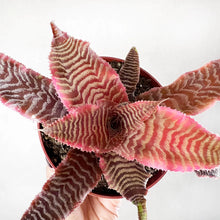 Translation missing: lt.sections.featured_product.gallery_thumbnail_alt