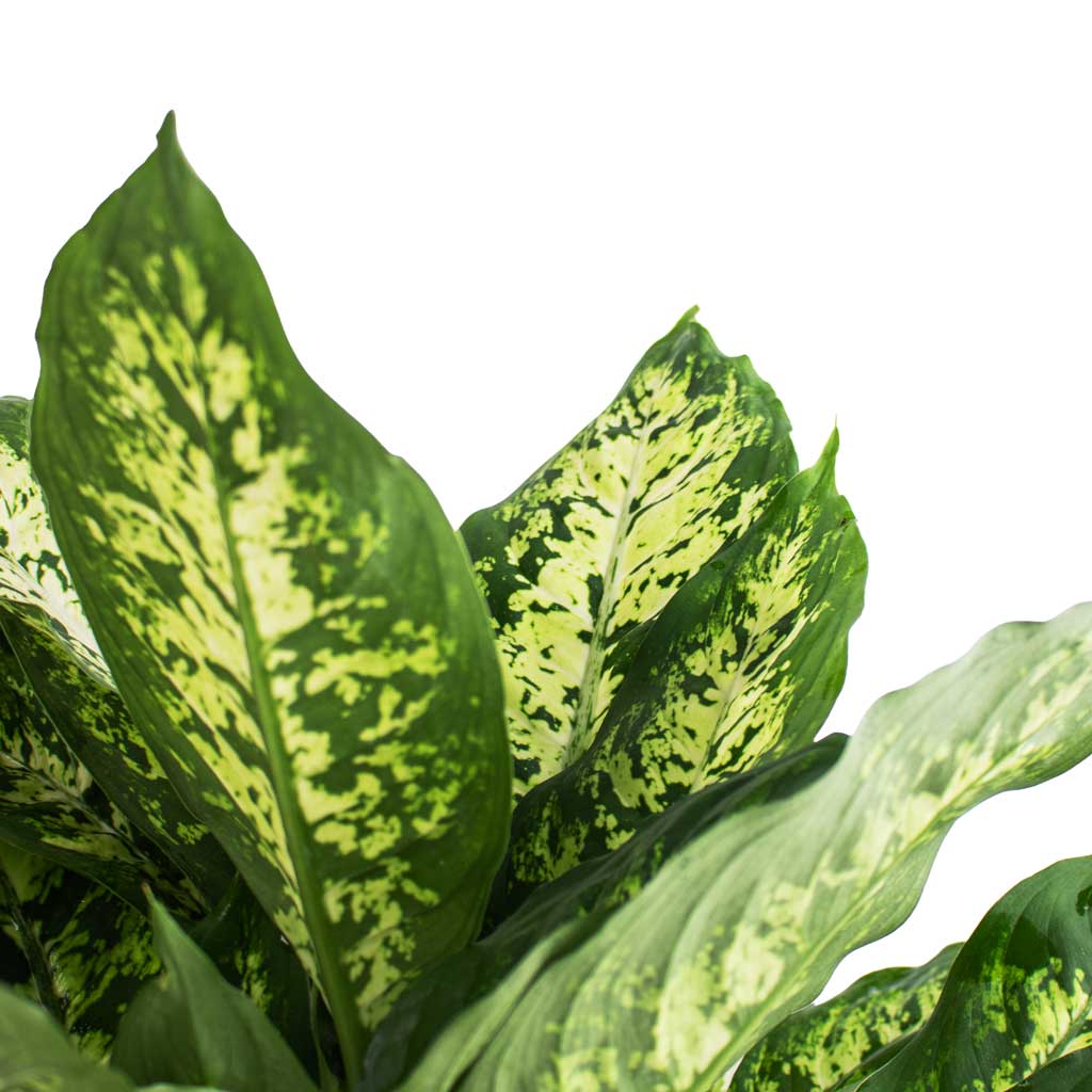 dieffenbachia maculata mars Dieffenbachia Dieffenbachia Mars – Gipsygarden