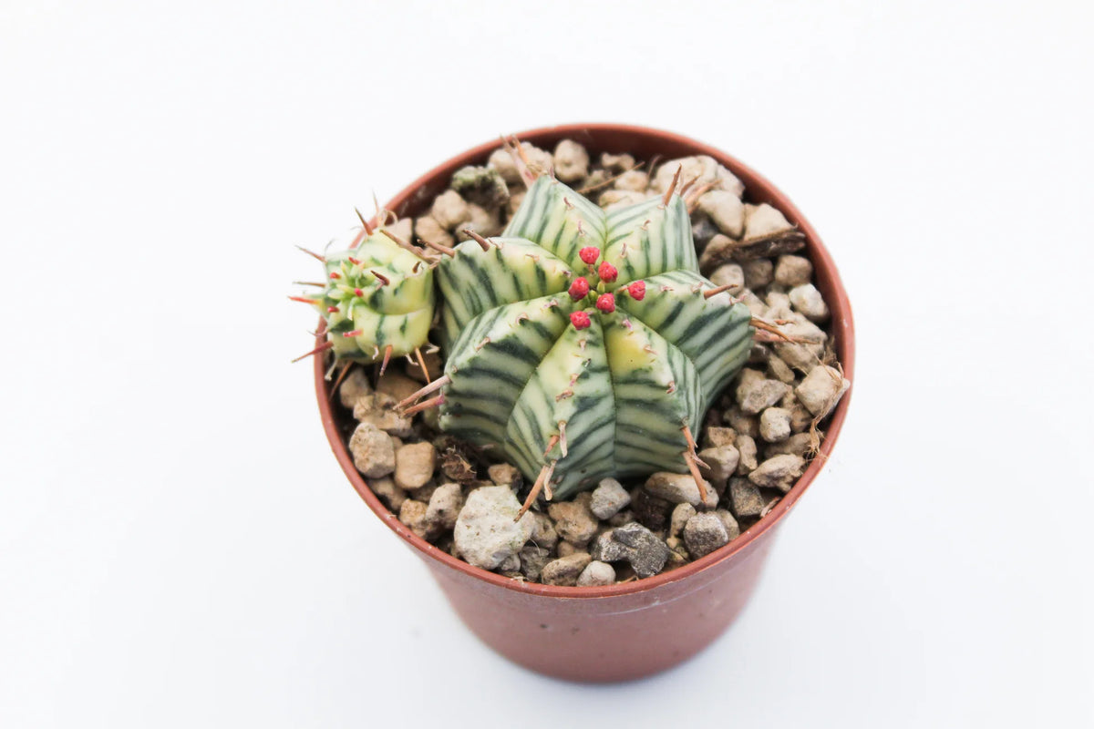 Karpažolė Euphorbia Meloformis Variegata – Gipsygarden