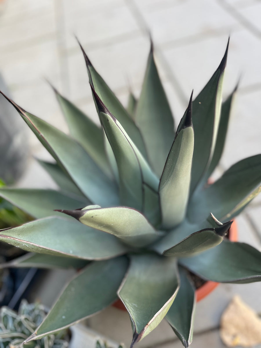 Agave Agave Nigra  Gipsygarden
