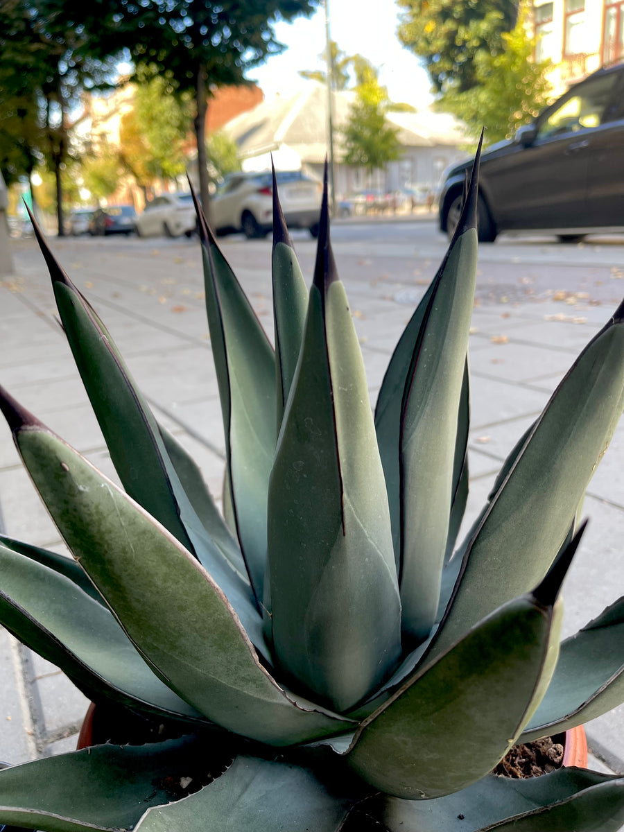 Agave Agave Nigra – Gipsygarden
