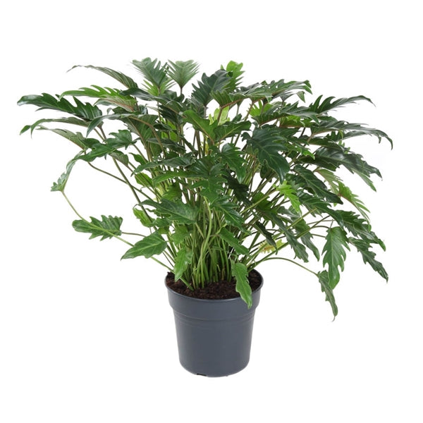 philodendron bitkisi Philodendron xanadu – Gipsygarden