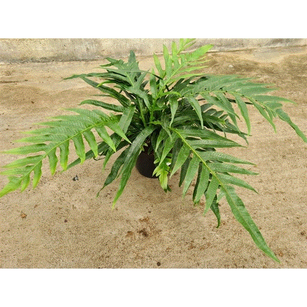 Aglaomorpha coronans 石垣島産 アグラオモルファ属 カザリシダ(石垣島産) - メルカリ