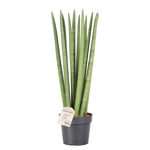 sansevieria cylindrica spaghetti Sansevieria cylindrica Spaghetti 19Ø 70cm – Gipsygarden