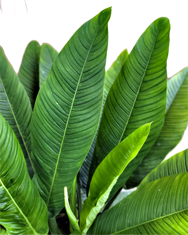 philodendron campii for sale Philodendron Campii 50cm – Gipsygarden