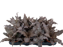 Translation missing: lt.sections.featured_product.gallery_thumbnail_alt