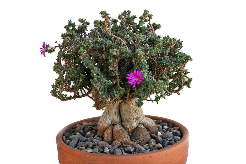 Trichodiadema Densum – Gipsygarden