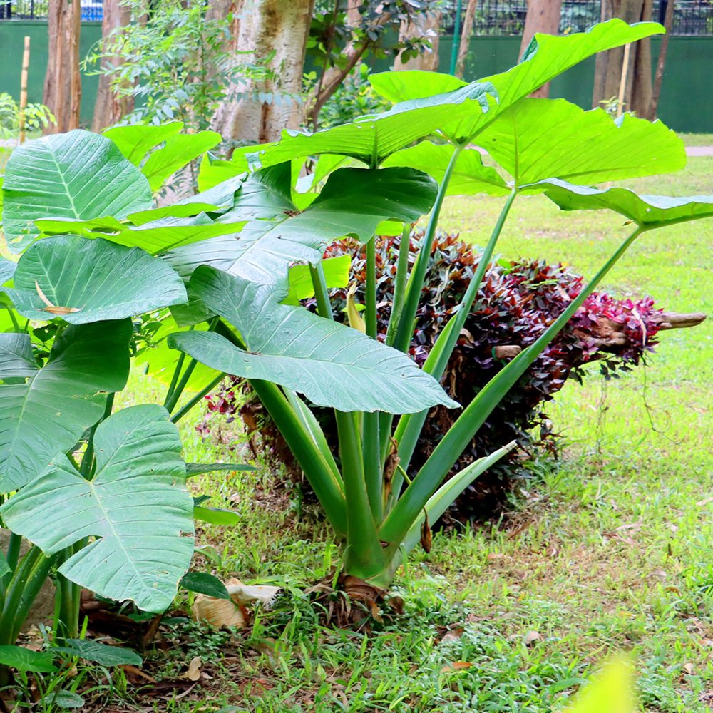 elephant ear plant taro COLOCASIA ESCULENTA (ELEPHANT EAR) 'BLACK MAGIC' – Gipsygarden