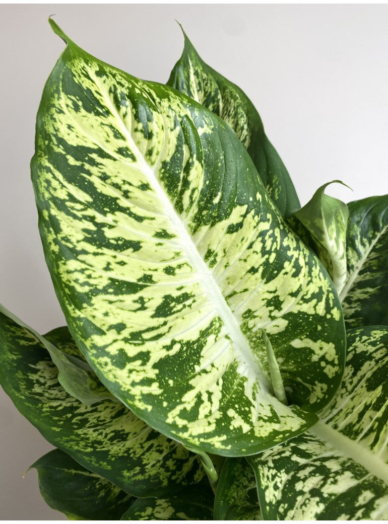 dieffenbachia perfecta Dieffenbachia Dieffenbachia Mars – Gipsygarden