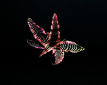 Translation missing: lt.sections.featured_product.gallery_thumbnail_alt