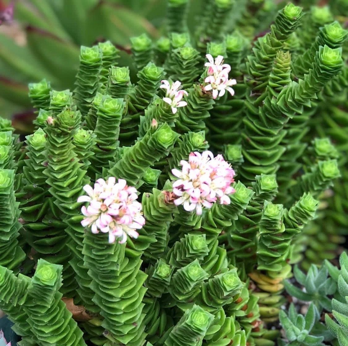 crassula green pagoda succulent Crassula Green Pagoda – Gipsygarden