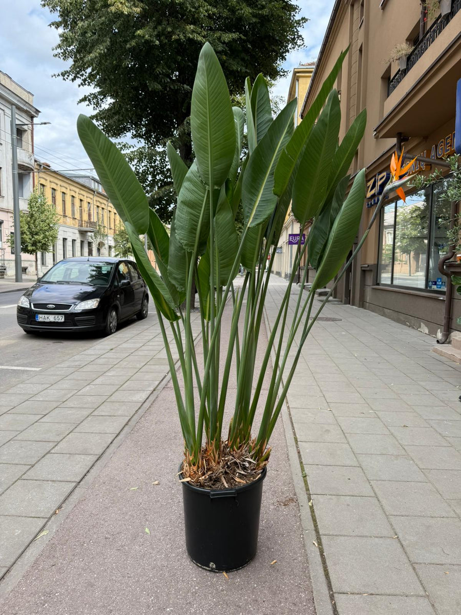 Strelitzia Reginae 180cm – Gipsygarden