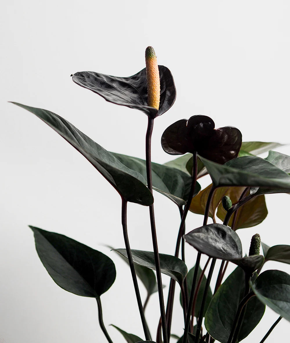 anthurium love black Antūris Anthurium Black love – Gipsygarden