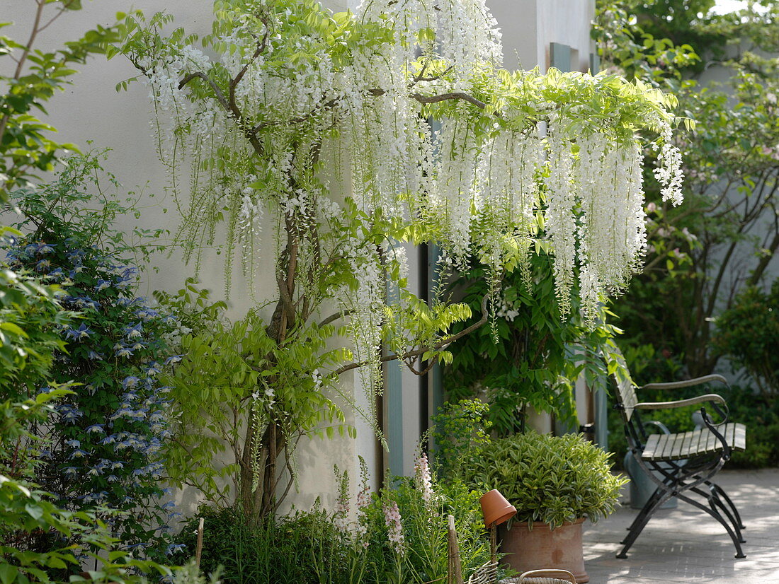 Wisteria floribunda Longissima alba – Gipsygarden