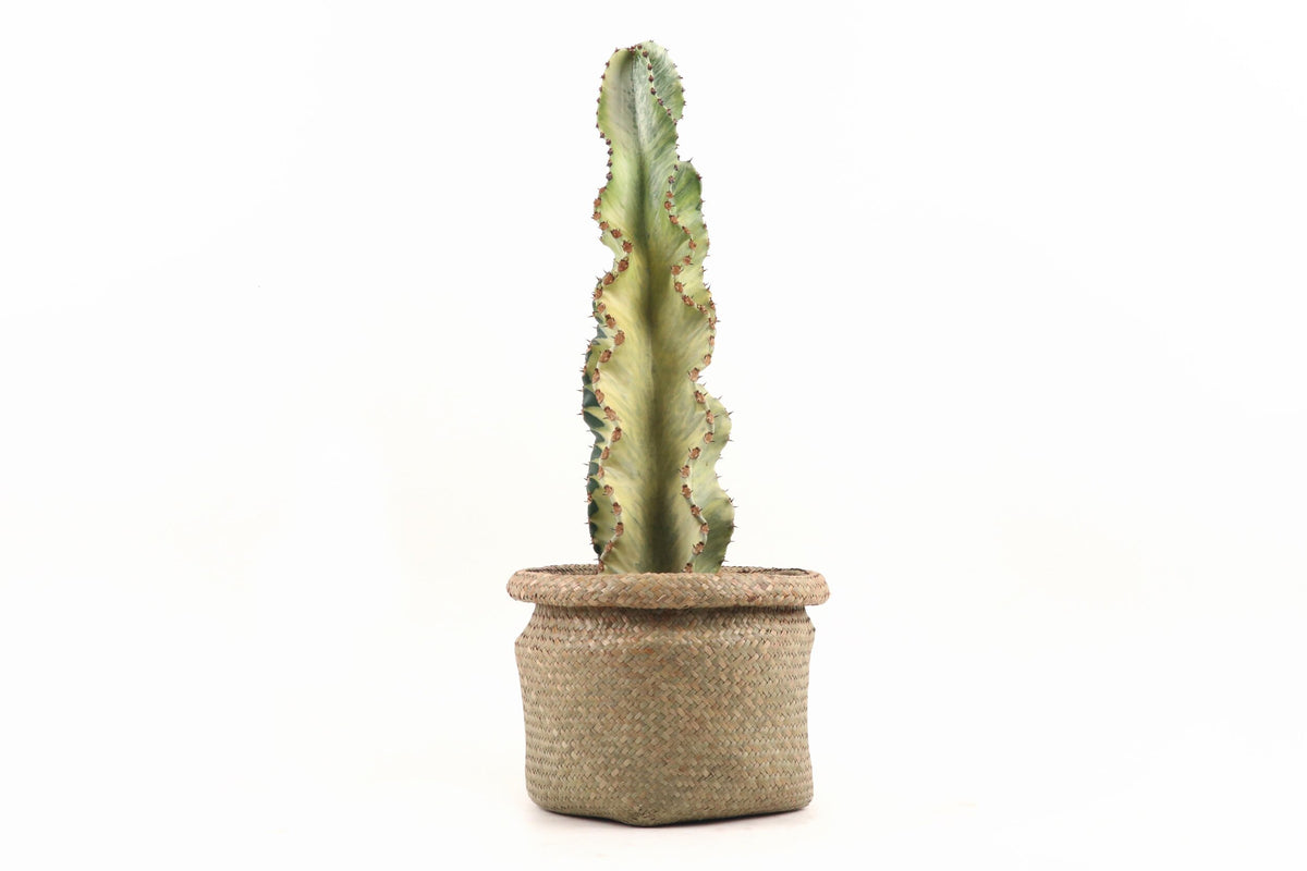 Euphorbia Ingens Variegata Marmorata – Gipsygarden