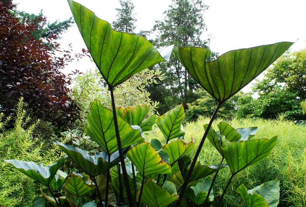 teacup elephant ear plant COLOCASIA ESCULENTA (ELEPHANT EAR) 'TEA CUP' – Gipsygarden