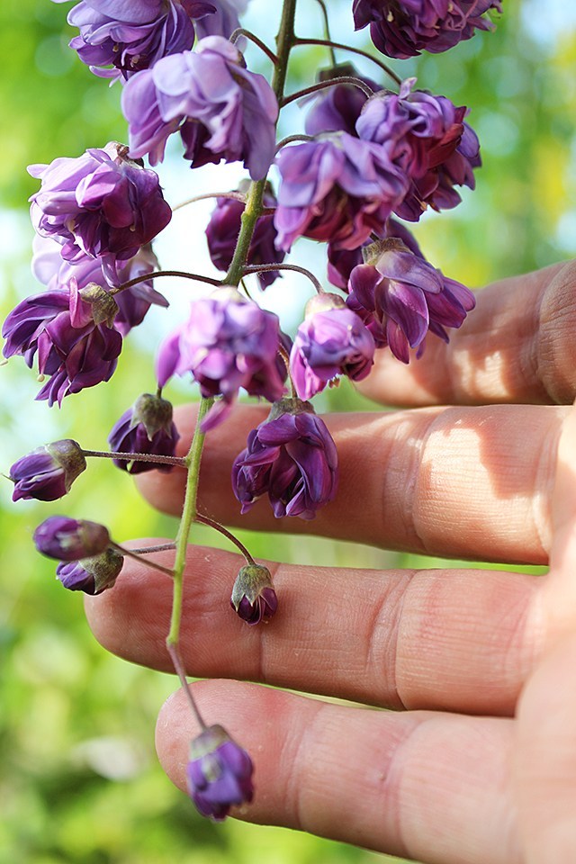 wisteria floribunda 'black dragon Wisteria floribunda 