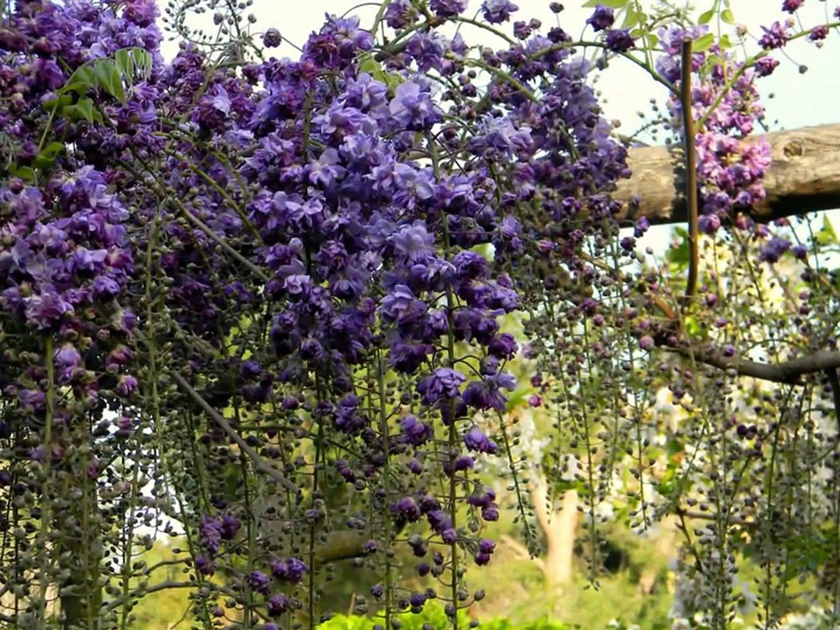 Wisteria floribunda 