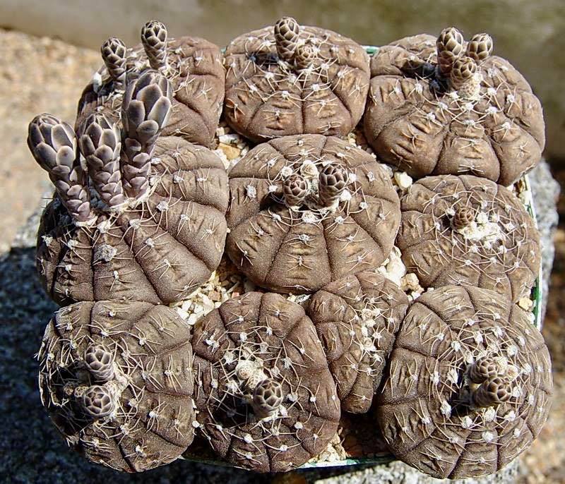 Gymnocalycium Ragonesii – Gipsygarden