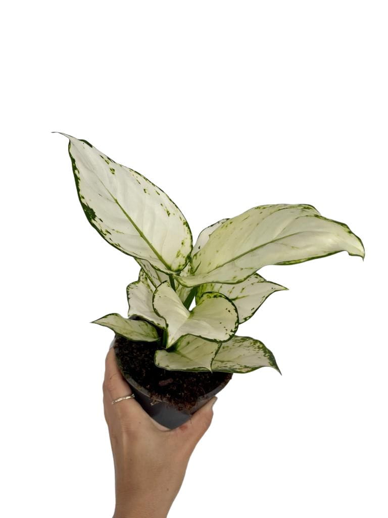 aglaonema white joy Aglaonema White Joy – Gipsygarden
