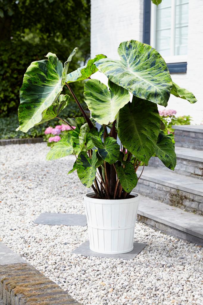 lowes elephant ear plants COLOCASIA ESCULENTA (ELEPHANT EAR) 'MOJITO' – Gipsygarden