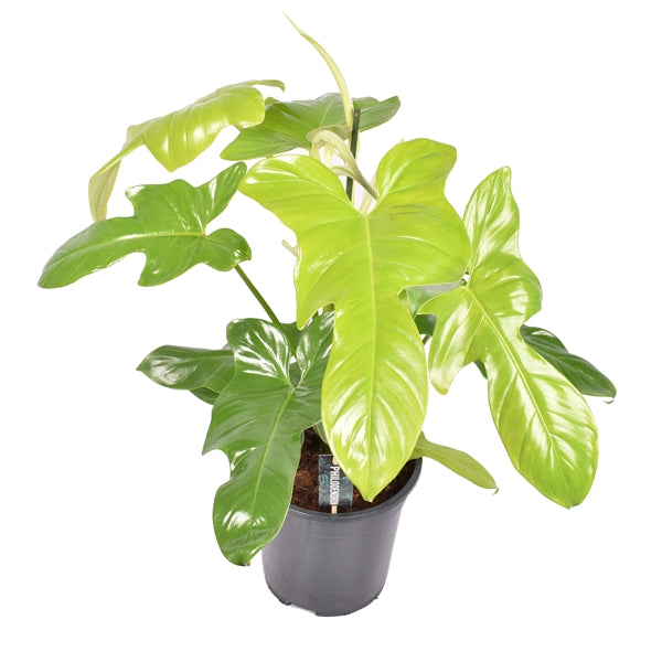 Philodendron Yellow Violin – Gipsygarden