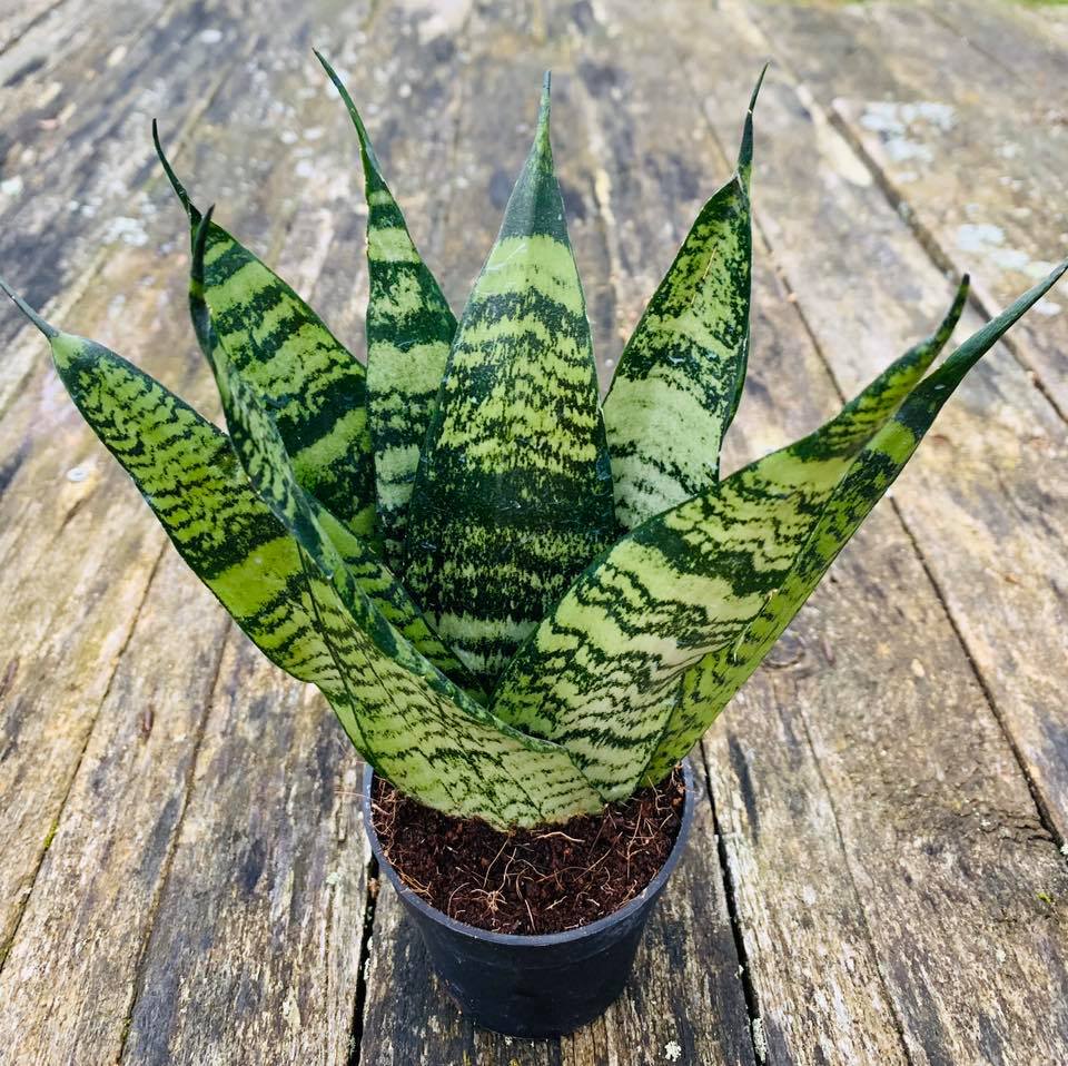 Sansavieria Zeylanica Fan – Gipsygarden