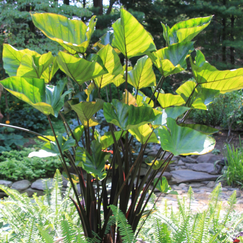 teacup elephant ear plant COLOCASIA ESCULENTA (ELEPHANT EAR) 'TEA CUP' – Gipsygarden