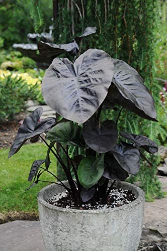 kona coffee elephant ear plant COLOCASIA ESCULENTA (ELEPHANT EAR) 'KONA COFFEE' – Gipsygarden
