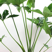 Translation missing: lt.sections.featured_product.gallery_thumbnail_alt