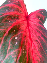 Translation missing: lt.sections.featured_product.gallery_thumbnail_alt