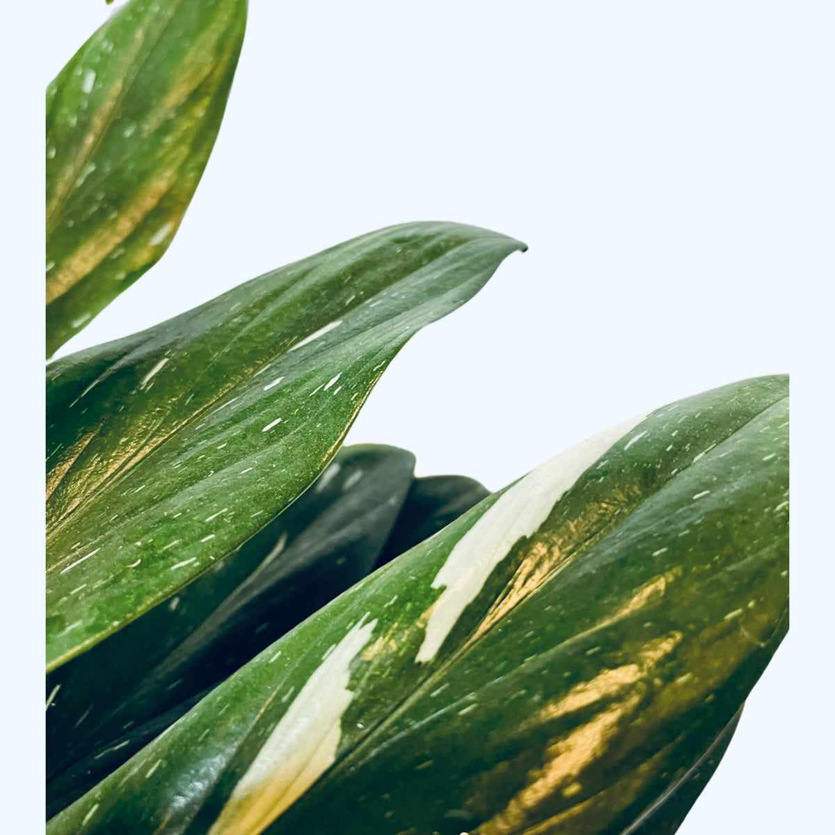 Philodendron Cobra Variegata aka Monstera Standleyana – Gipsygarden