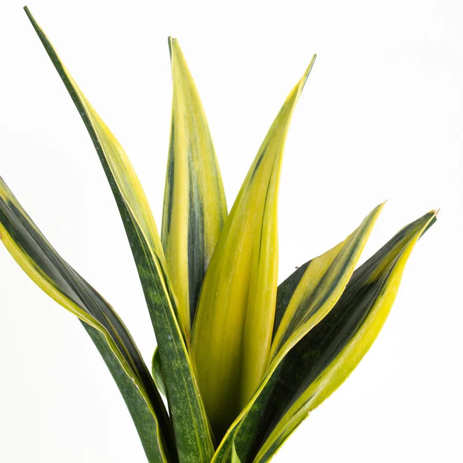 Sansevieria Golden flame – Gipsygarden