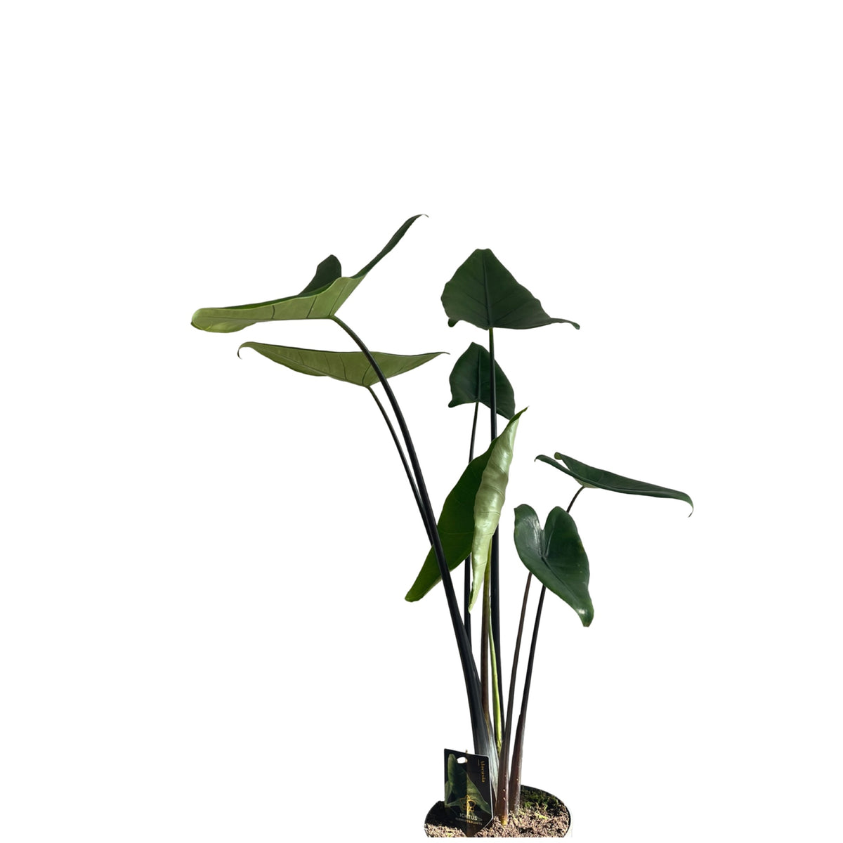 Alocasia Zebrina black stem Gipsygarden