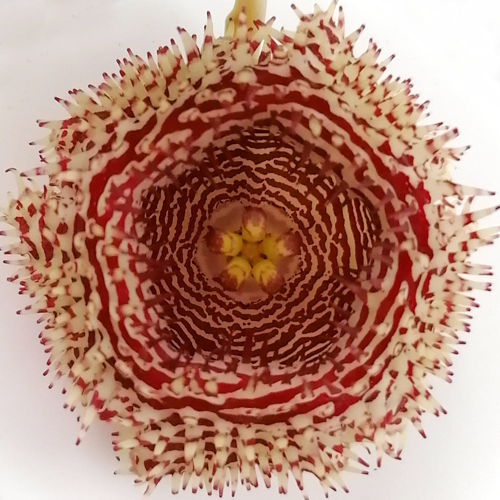 Huernia hystrix – Gipsygarden