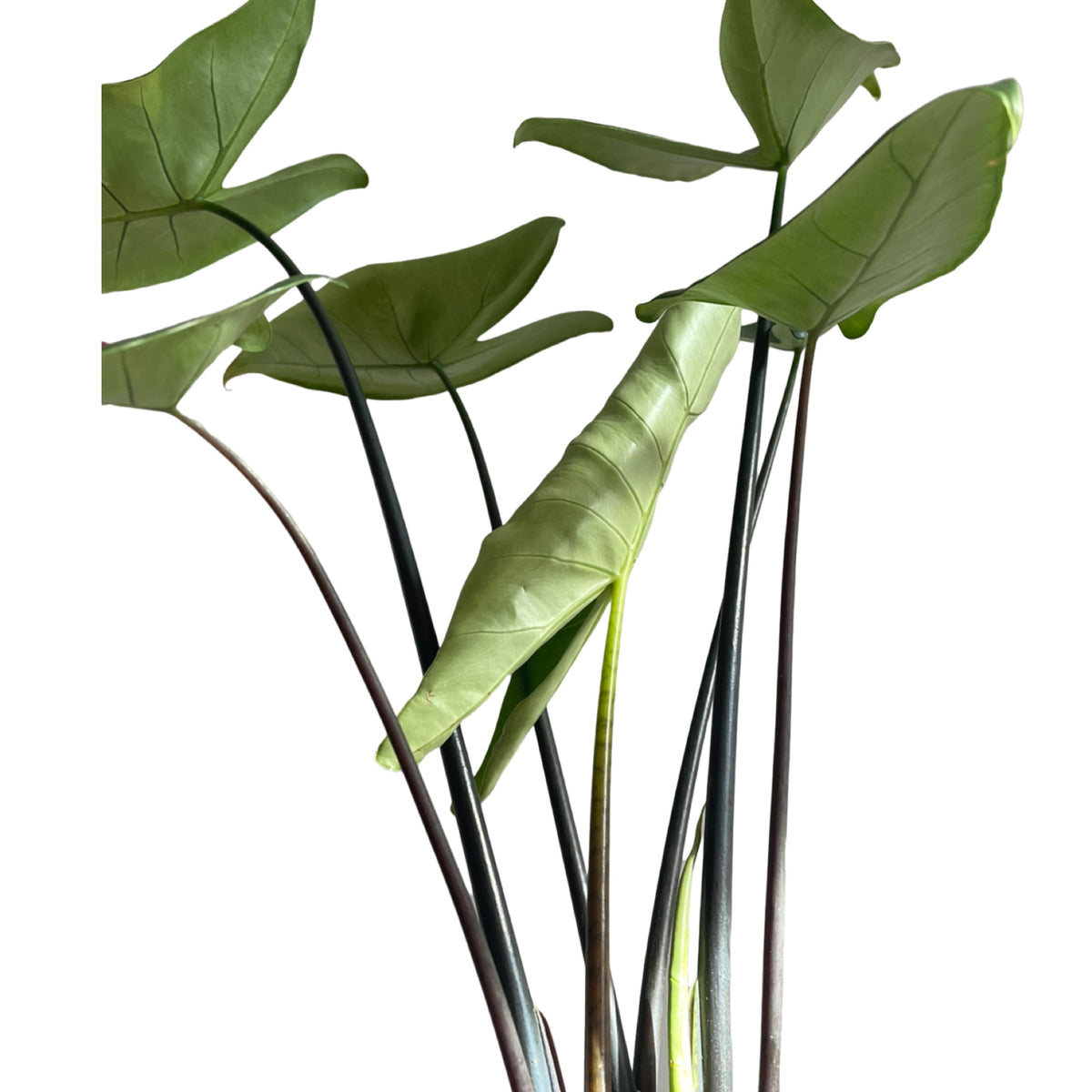 alocasia black zebrina Alocasia Zebrina black stem – Gipsygarden