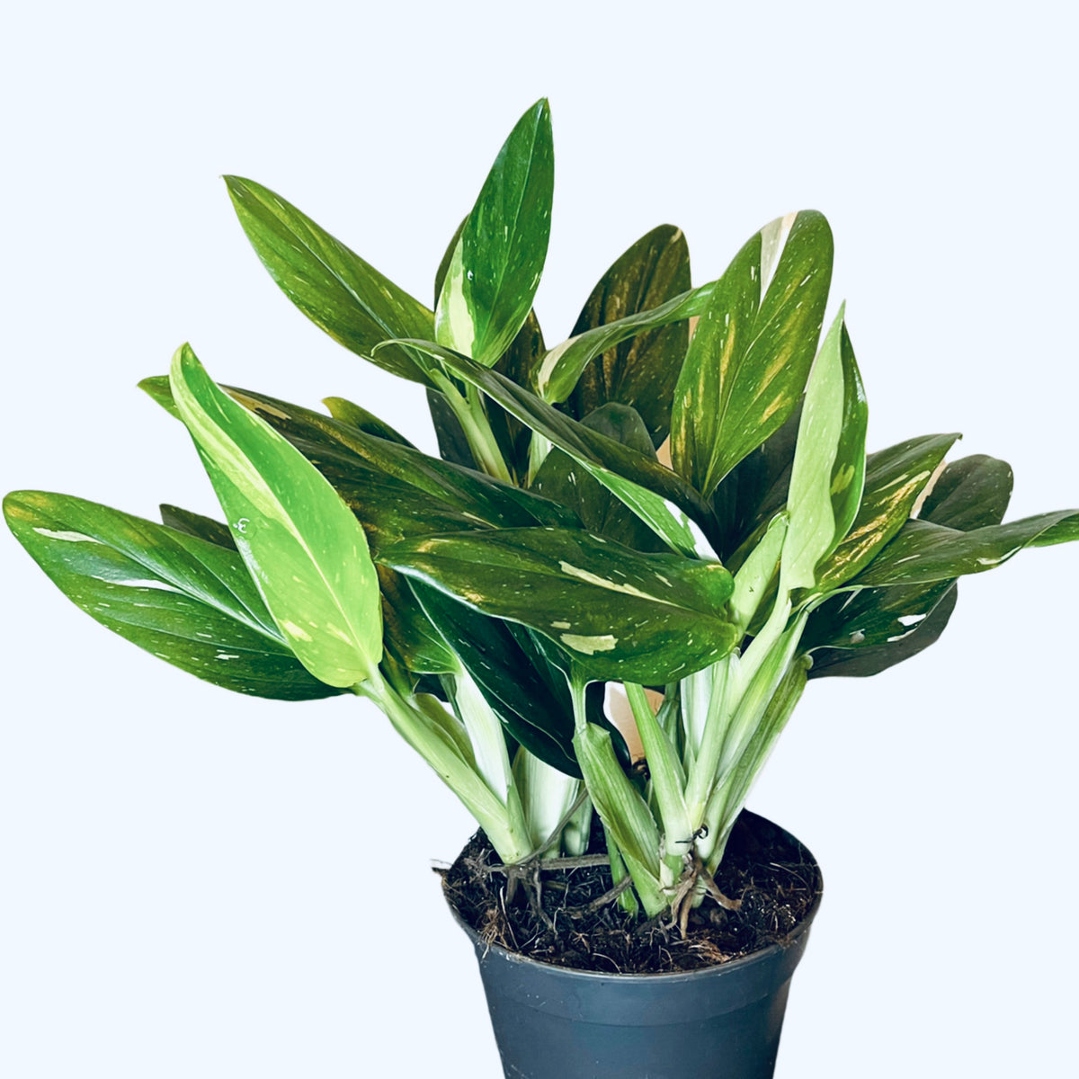 philodendron cobra monstera Philodendron Cobra Variegata aka Monstera Standleyana – Gipsygarden