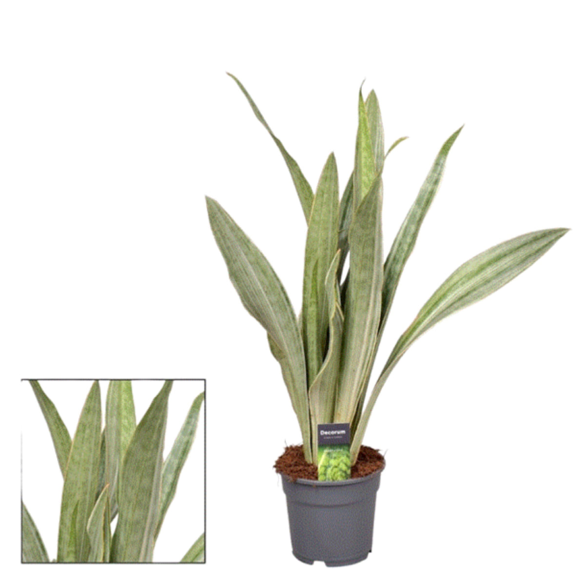 sansevieria trifasciata metallica Sansevieria Aubrytniana Metallica – Gipsygarden