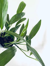 Translation missing: lt.sections.featured_product.gallery_thumbnail_alt