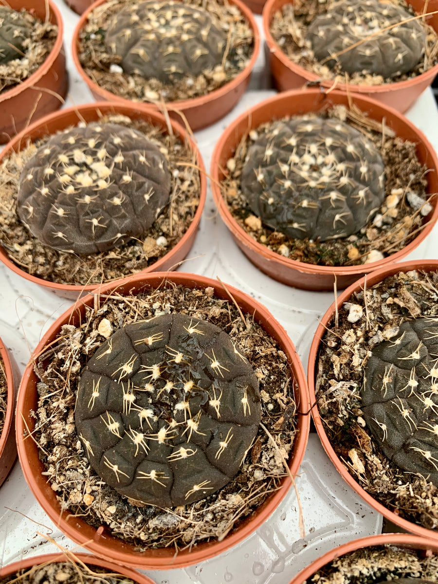 Gymnocalycium Ragonesii – Gipsygarden
