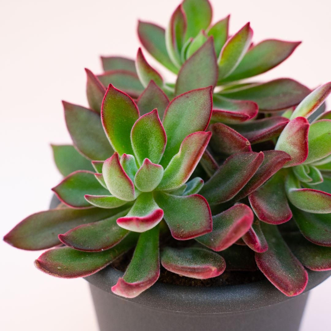 succulent translate Echeveria pulvinata Devotion – Gipsygarden