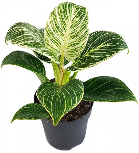 Philodendron birkin White measure – Gipsygarden