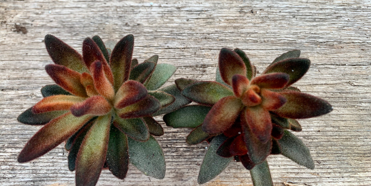 succulent cinnamon Kalanchoe tomentosa cinnamon – Gipsygarden