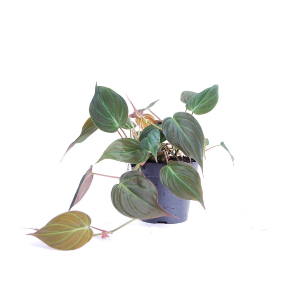 Philodendron scandens subsp. micans – Gipsygarden