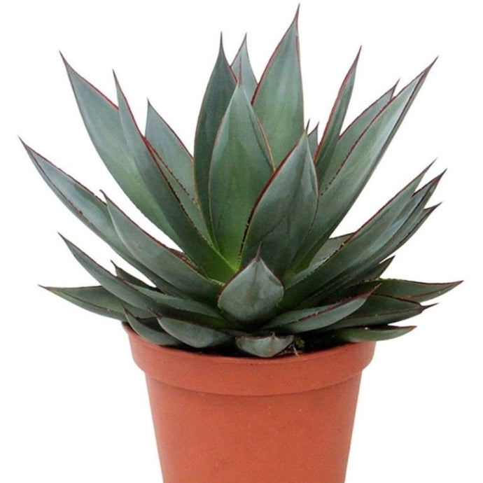 Agave Agave Shaka Zulu