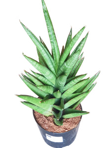 Sansevieria cylindrica Starshooter