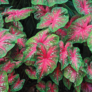 Caladium Red Flash