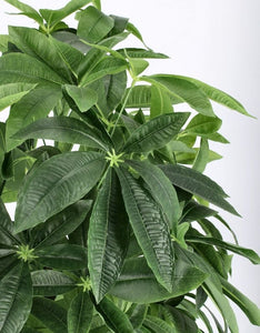 Pachira aquatica 160cm
